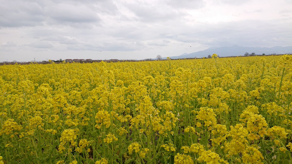 Hanakurorio's tweet photo. 🍀菜の花畑🍀

ぶらっとドライブしてたら
菜の花畑発見👀
お天気がちょっと悪いけど
菜の花が遠くまでずらーっと
並んでキレイです👍️

次は晴れた日にやってこよ🙌

#スマホ写真
#菜の花畑
#遠くの山畑は普賢岳 https://t.co/ERI7QFMA0H