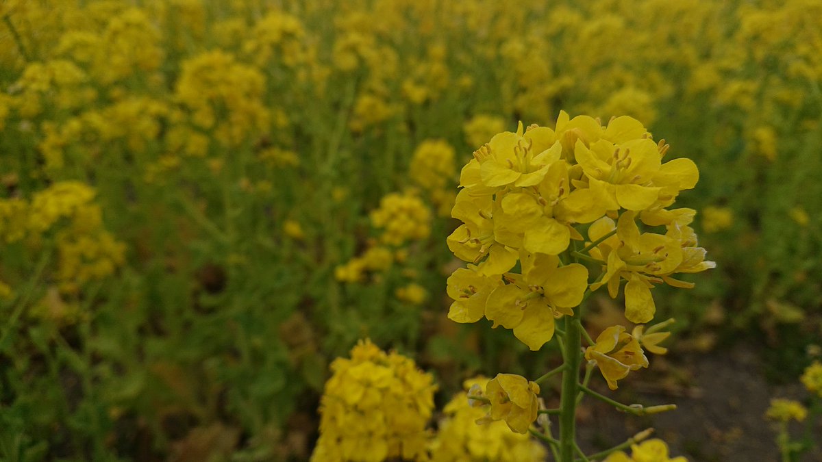 Hanakurorio's tweet photo. 🍀菜の花畑🍀

ぶらっとドライブしてたら
菜の花畑発見👀
お天気がちょっと悪いけど
菜の花が遠くまでずらーっと
並んでキレイです👍️

次は晴れた日にやってこよ🙌

#スマホ写真
#菜の花畑
#遠くの山畑は普賢岳 https://t.co/ERI7QFMA0H