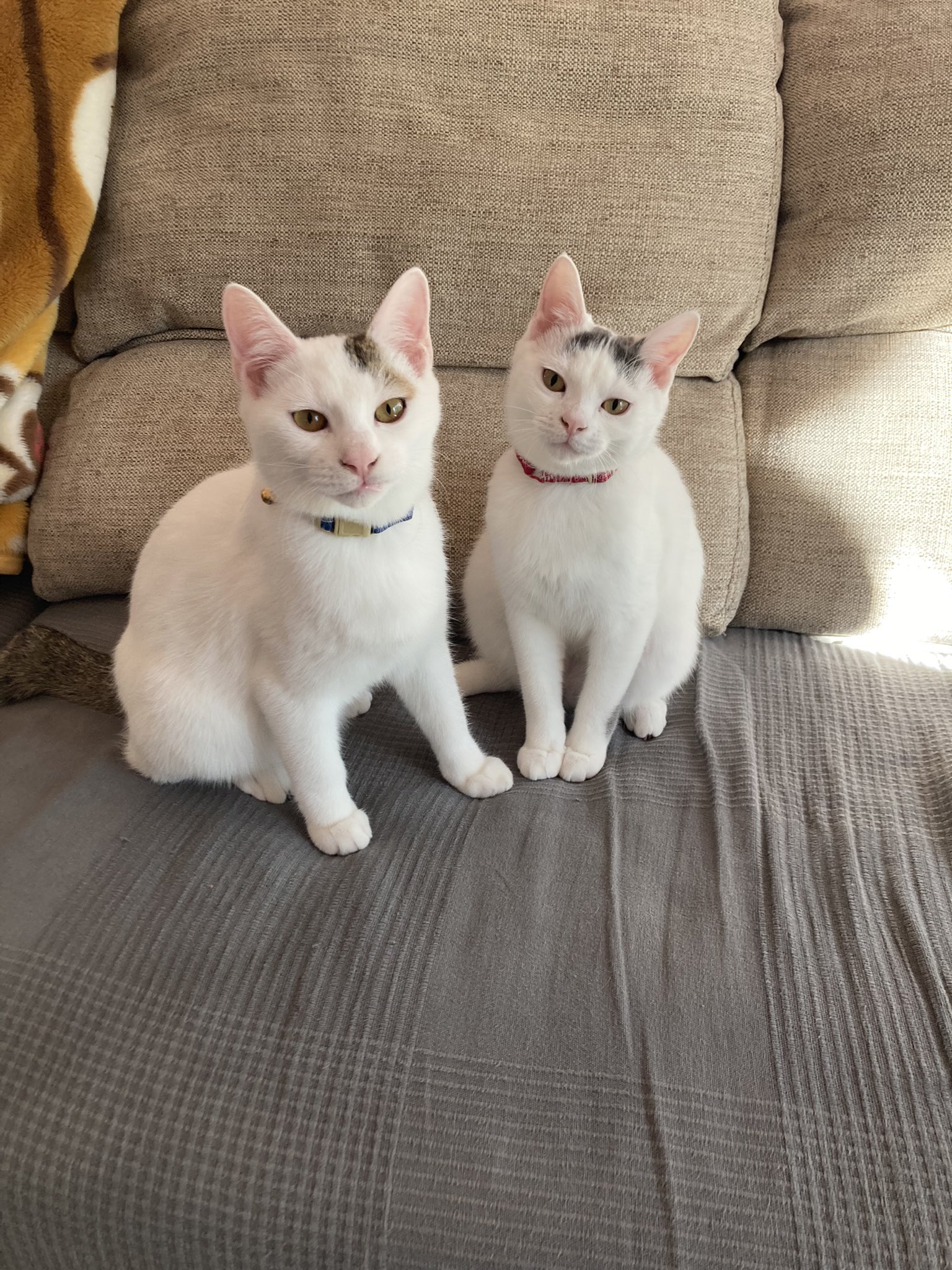 ネコ Cats Cats Twitter