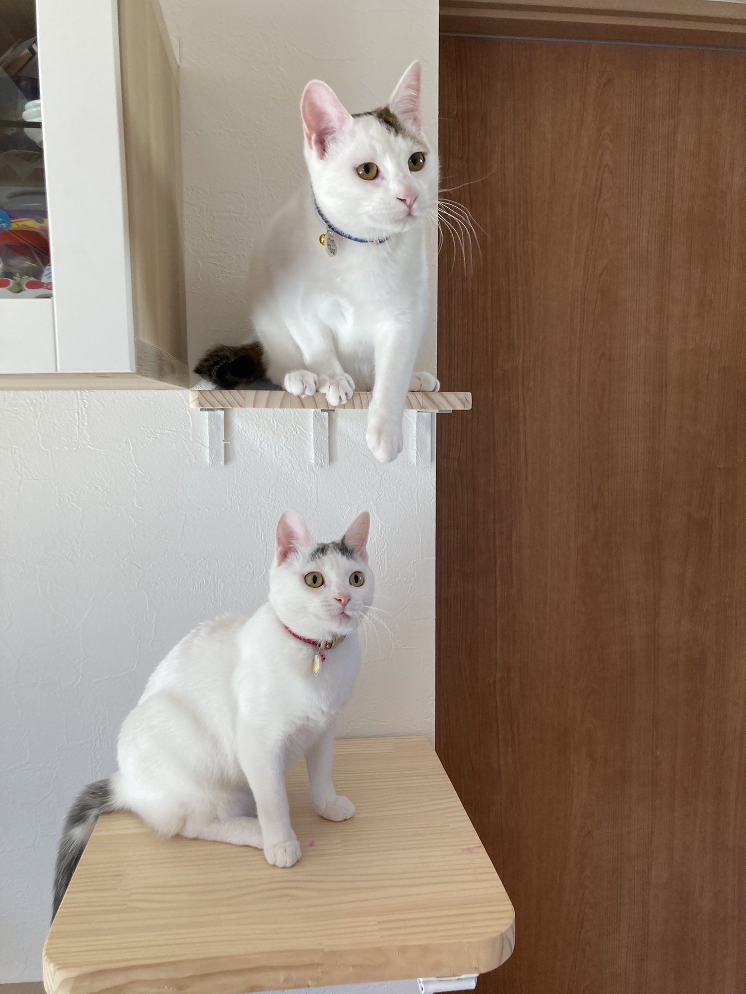 ネコ Cats Cats Twitter