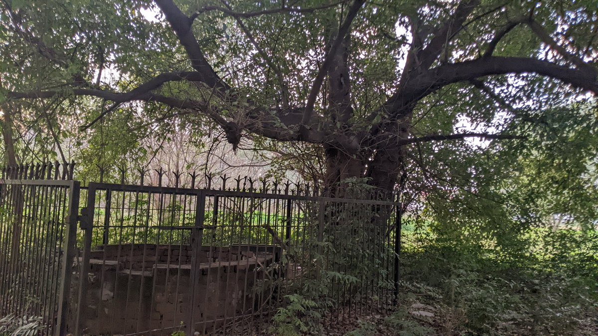 minivets's tweet photo. A tree that predated us all, gave shade, peace and was home to many was removed to make home for many others.
We didn't consult anyone to seek solutions and the voices raised, did not matter. 
I will continue to teach #Ecology in classrooms and weep at the irony.
RIP dear tree. https://t.co/bly5PY34VU