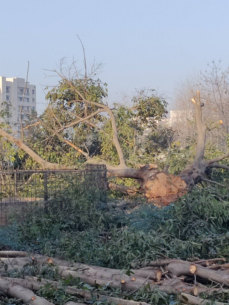 minivets's tweet photo. A tree that predated us all, gave shade, peace and was home to many was removed to make home for many others.
We didn't consult anyone to seek solutions and the voices raised, did not matter. 
I will continue to teach #Ecology in classrooms and weep at the irony.
RIP dear tree. https://t.co/bly5PY34VU