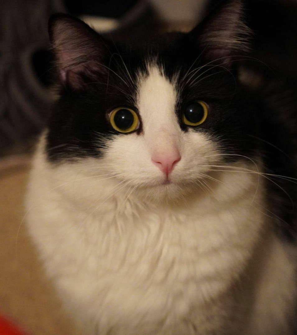 PixieKittie_'s tweet photo. I got the kitty that looks like my kitty Ying! Helping smol farms and funds for Ukraine @YoKittiesNFT @SmolFarm @catcora #yokitties #yokittiesnft #catcora #ironchefcatcora https://t.co/YLNbtzF5Zw