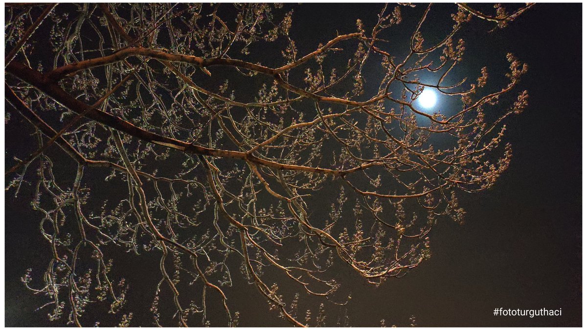 turguthaci28's tweet photo. Kar beyaz bir gece. ❄️🌕
Şehre yalnızlık değil kar çöktü bu sefer, 
tüm masumiyeti ve zarafetiyle
#bulancak #bufosev #fototurguthaci 
"Bulancak sen bir ömre değersin!" https://t.co/FqA4T1psfi