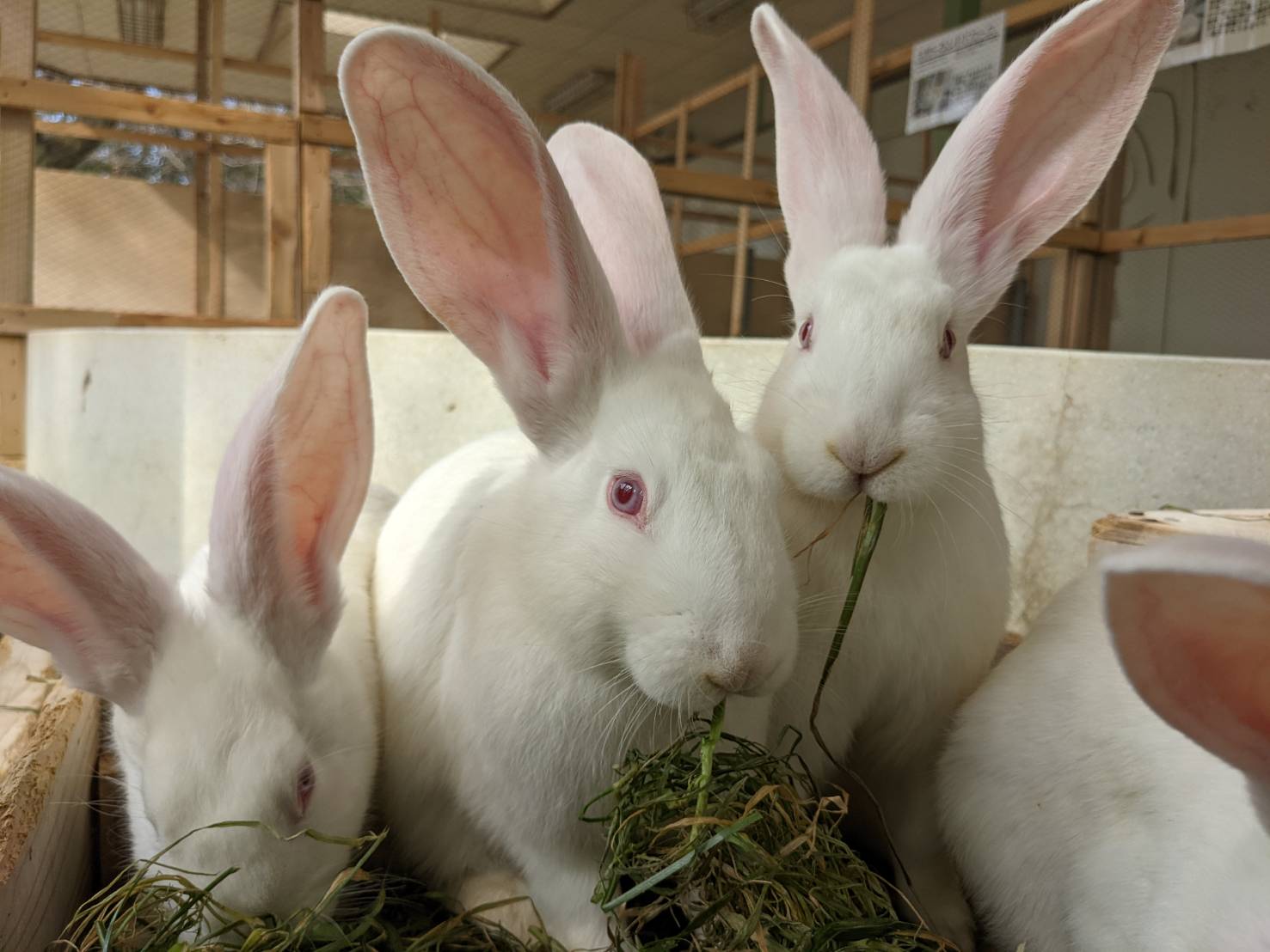千葉市動物公園 公式 ジャンボウサギのご飯タイム 子どもたちは育ち盛りで元気いっぱい 一緒にご飯を食べていた2羽が 揃って背伸びし合っていました ギ 千葉市動物公園 子ども動物園 ジャンボうさぎ T Co V4068ccdqy Twitter