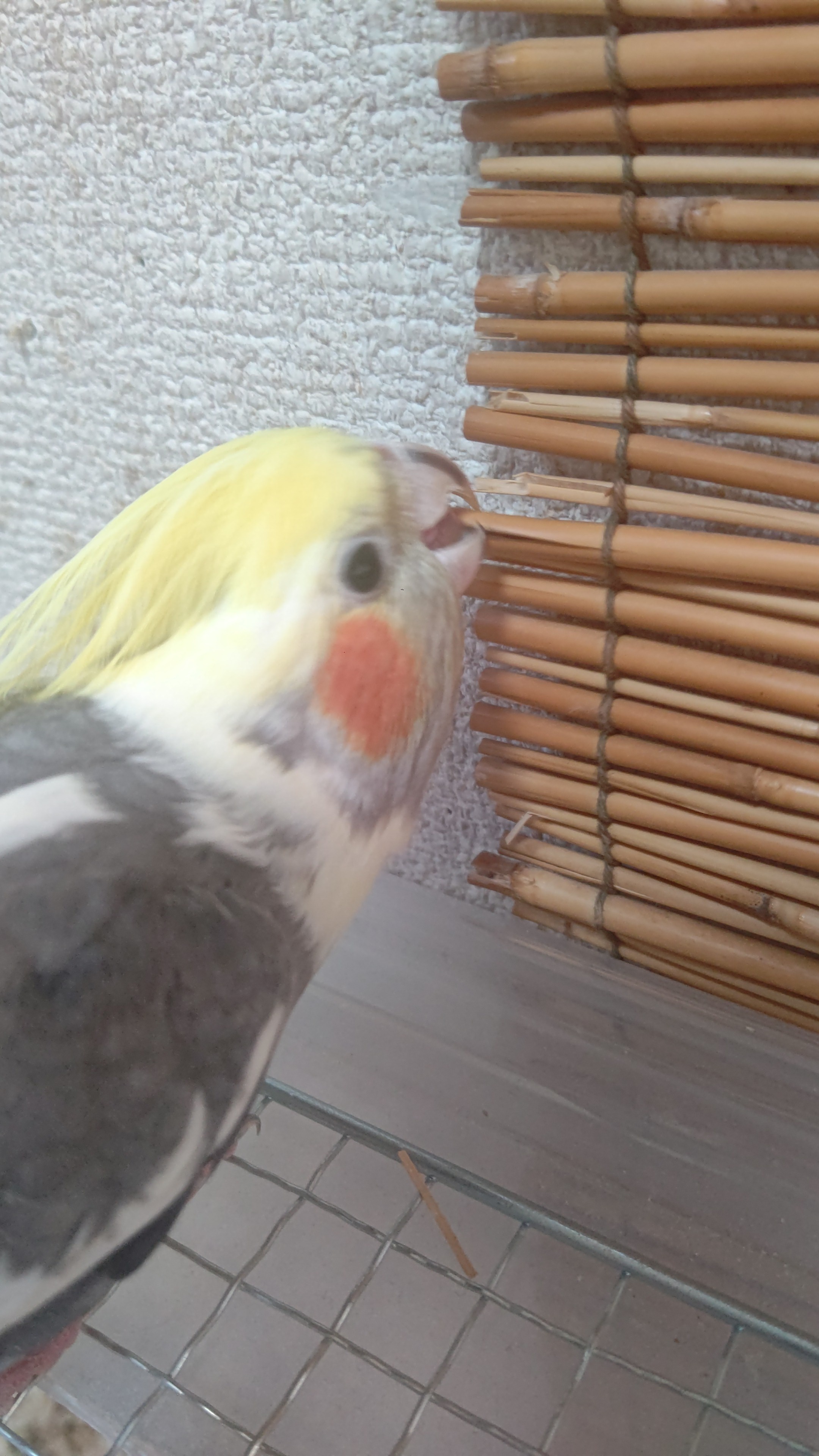 手乗りインコの店 Lovebirdとちぎ Piyochiyo2 ボロッボロッになるまでしつこく齧りますよね オカメインコあるあるですね Twitter