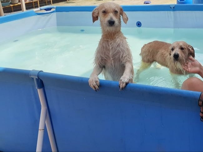 EVYTP's tweet photo. @cynthiaviteri Que desgraciado..si estos animalitos son una belleza..mire los míos..contentos disfrutando mi boyito y la niña 🥰 https://t.co/poz4QyE0O6