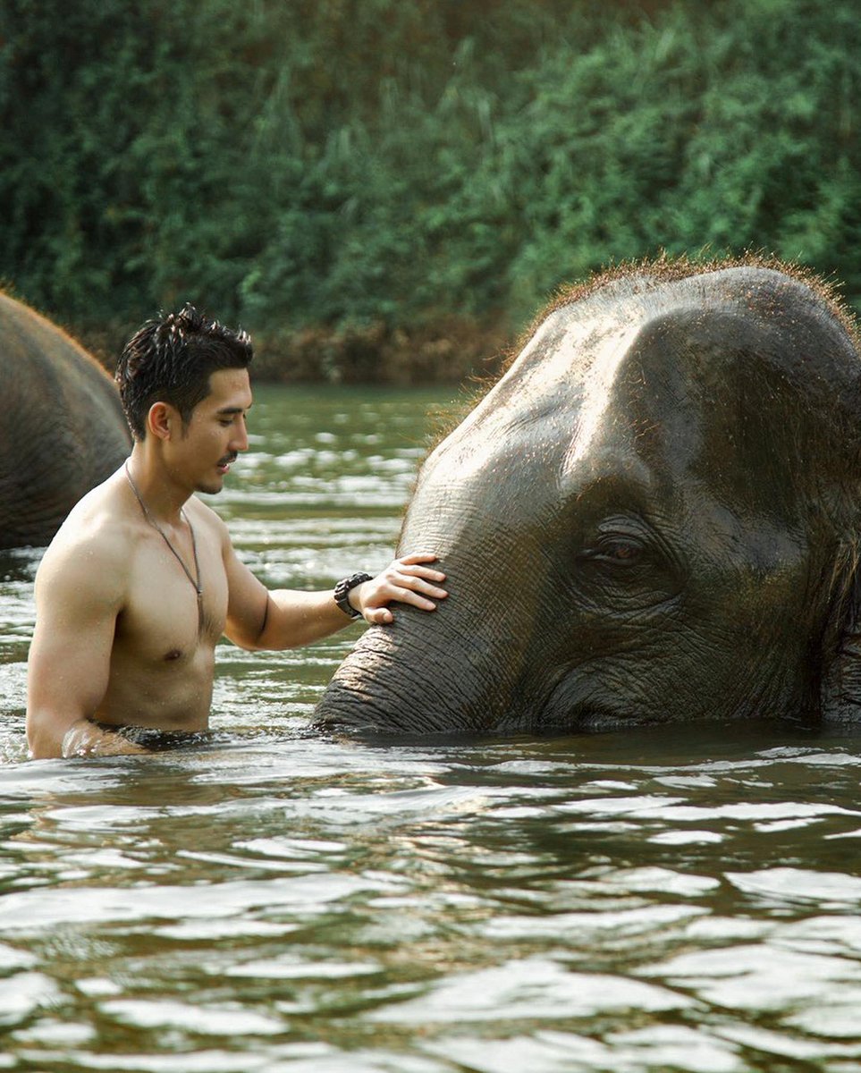 BigmKrittarit's tweet photo. 13 MARCH 
THAILAND ELEPHANT DAY
🐘🇹🇭 13 มีนาคม ถูกกำหนดขึ้นให้เป็นวันช้างไทยเพื่อให้คนไทยหันมาให้ความสำคัญต่อการอนุรักษ์ช้างมากขึ้น ในระบบนิเวศช้างมีหน้าที่เป็น “นักบุกเบิกทาง” และเป็น “นักหว่านเมล็ดพันธุ์” แห่งผืนป่า #วันช้างไทย https://t.co/bQU25XQc6f