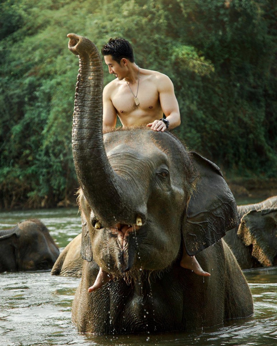 BigmKrittarit's tweet photo. 13 MARCH 
THAILAND ELEPHANT DAY
🐘🇹🇭 13 มีนาคม ถูกกำหนดขึ้นให้เป็นวันช้างไทยเพื่อให้คนไทยหันมาให้ความสำคัญต่อการอนุรักษ์ช้างมากขึ้น ในระบบนิเวศช้างมีหน้าที่เป็น “นักบุกเบิกทาง” และเป็น “นักหว่านเมล็ดพันธุ์” แห่งผืนป่า #วันช้างไทย https://t.co/bQU25XQc6f