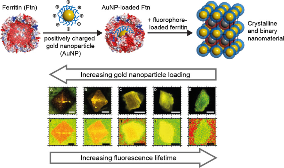 ACS_AMI's tweet photo. New publication on highly ordered superlattices built from protein #nanocages, gold #nanoparticles and #fluorophores. Strong plasmon-exciton coupling observed with confocal lifetime imaging @TheBeckLab @cui_unihh @unihh @chemie_UHH https://t.co/EwwMYf0JNF https://t.co/VZQJRCmjdA
