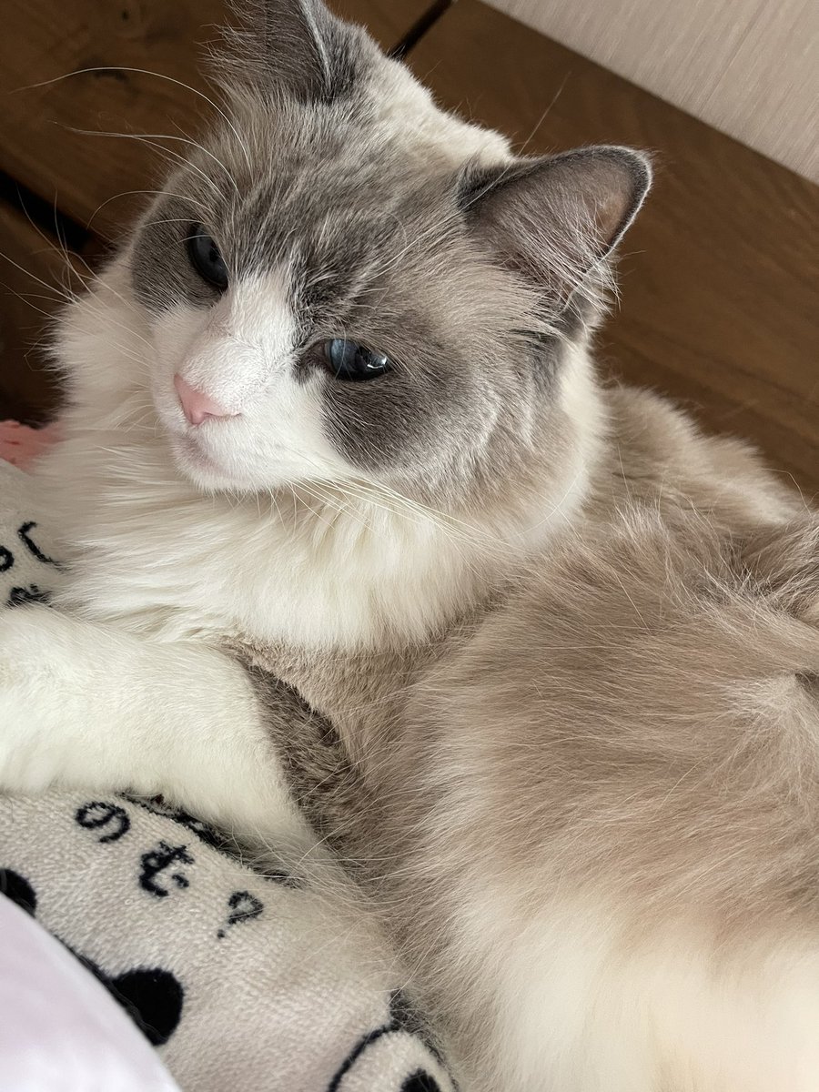 halna87's tweet photo. お留守番よろしくね🙏🏠

#ラグドール
#猫好き https://t.co/mlGgZpjm6R