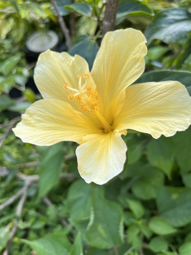 Gracelove Gracelovehere Twitter