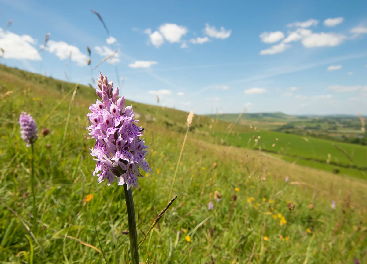 sdnpa's tweet photo. Around us is one of the world's most rarest habitats.

Even though it only comprises 4% of the National Park, chalk grassland is literally amazing.

In just one square metre you could find 30-40 different wild flower species, including numerous orchids.

📷 @djgwild

#SouthDowns https://t.co/UPM1Q5cMUA
