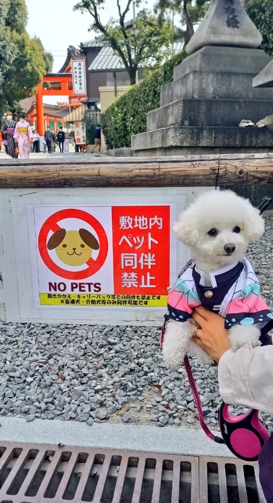 伏見稲荷大社犬連れ禁止になった理由は 所要時間めやすや口コミも ヒデくんのなんでもブログ