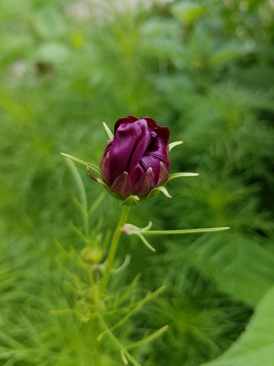 Mark Nechanicky tweet media