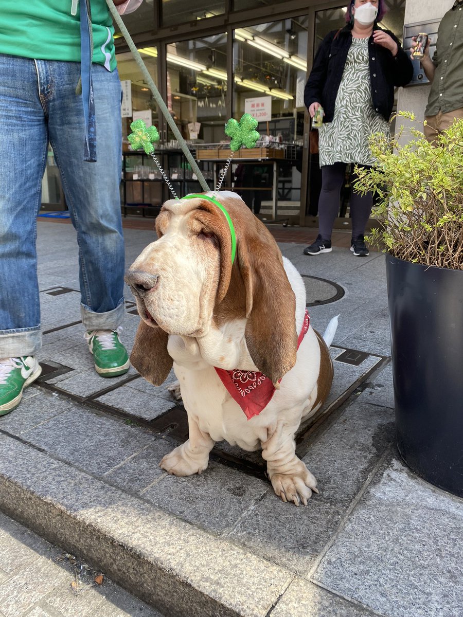 RocketGirlRuby's tweet image. Went to a St. Patrick’s day parade yesterday that was mostly just dogs in outfits and it was the best thing ever