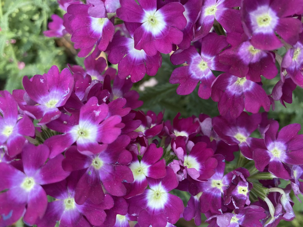 OraonNesha's tweet photo. गुलाबी मौसम ! 

#photography 

(Cineraria, verbena ,rose , hollyhock ) https://t.co/H8QWkxQQPZ