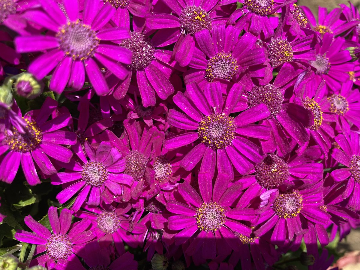 OraonNesha's tweet photo. गुलाबी मौसम ! 

#photography 

(Cineraria, verbena ,rose , hollyhock ) https://t.co/H8QWkxQQPZ