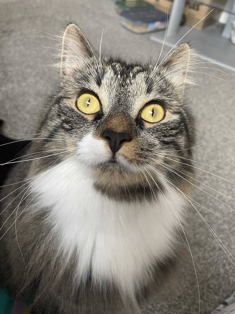 RalphieCat_'s tweet photo. Morning 😻#Caturday #CatsOfTwitter #CatsofTwittter #TabbyTroop #AdoptDontShop #ralphie https://t.co/RQodCwumdp