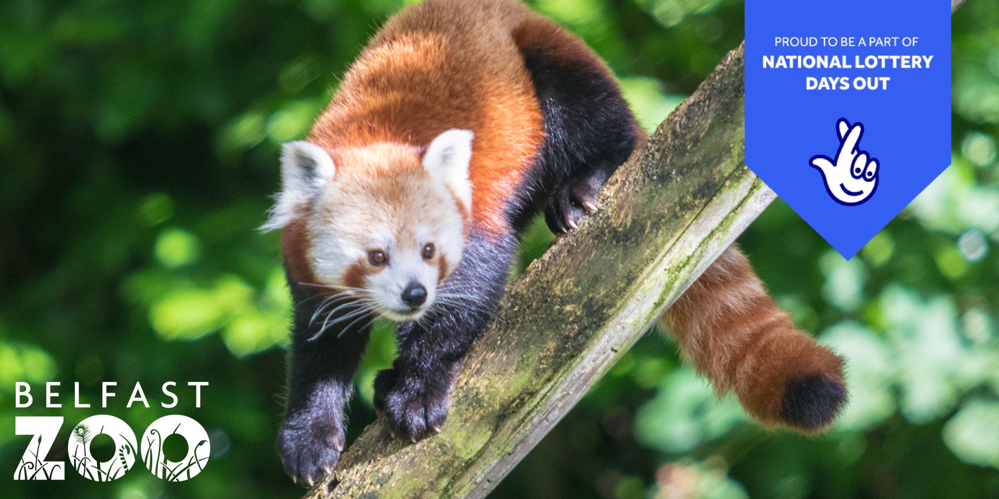 Belfast Zoo on Twitter "Get up to £25 off your next visit to the zoo