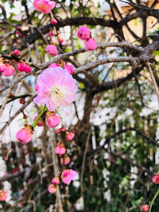 Twitterのコスプレ画像4