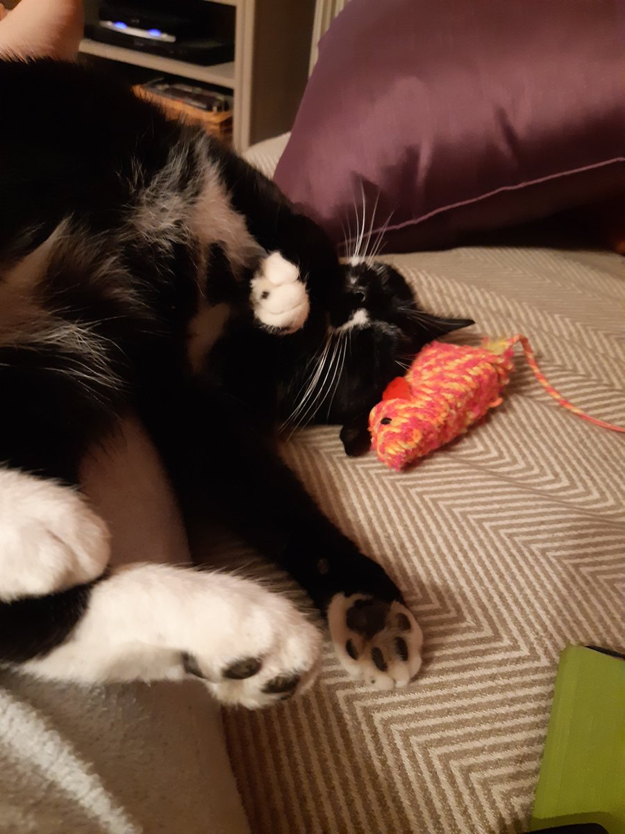 PerrinRuth's tweet photo. @alianoree I know it's not a dog... but my kitty is also v cute https://t.co/xfsfX2sag3