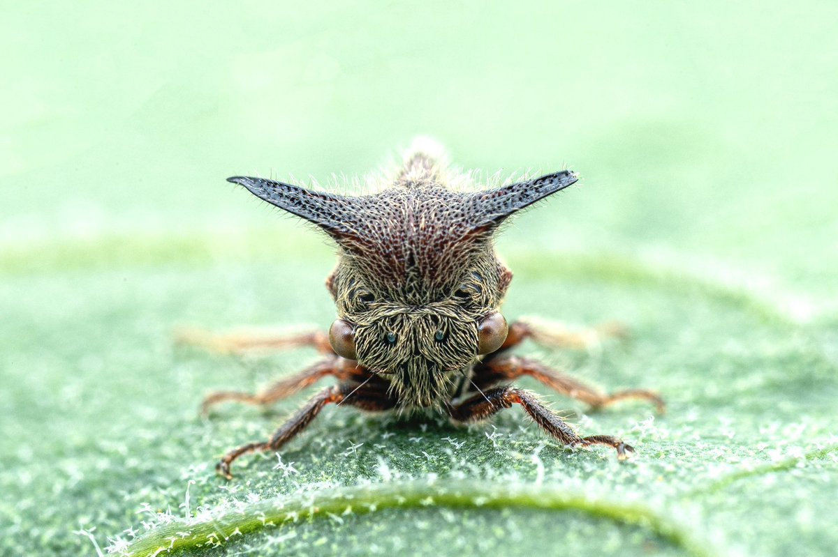 HamedSaud80's tweet photo. الاسم العربي :  نطاط الأشجار.. أو نطاط نبات الباذنجان.

Eggplant tree hopper

الاسم العلمي :Oxyrachis tarandus https://t.co/hfTY7yRGbD
