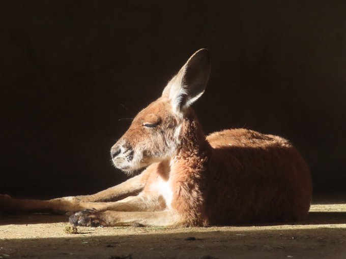 カンガルーのtwitterイラスト検索結果 古い順
