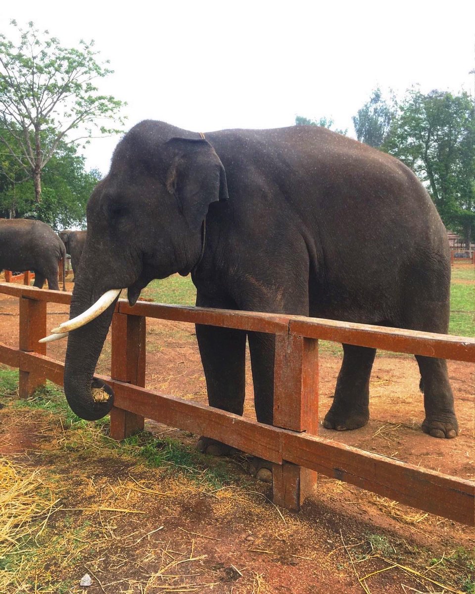 mayaspeak1's tweet photo. A must-experience for the elephant lover in you

The #DubareElephantCamp is a chance to get to know these giant, enchanting creatures better and learn about their history and ecology

#SoloTravel #EvolveBack #WildlifePreservation #Karnataka #IncredibleIndia #TravelBlog #MayaSpeak https://t.co/aSYhCdGm1i