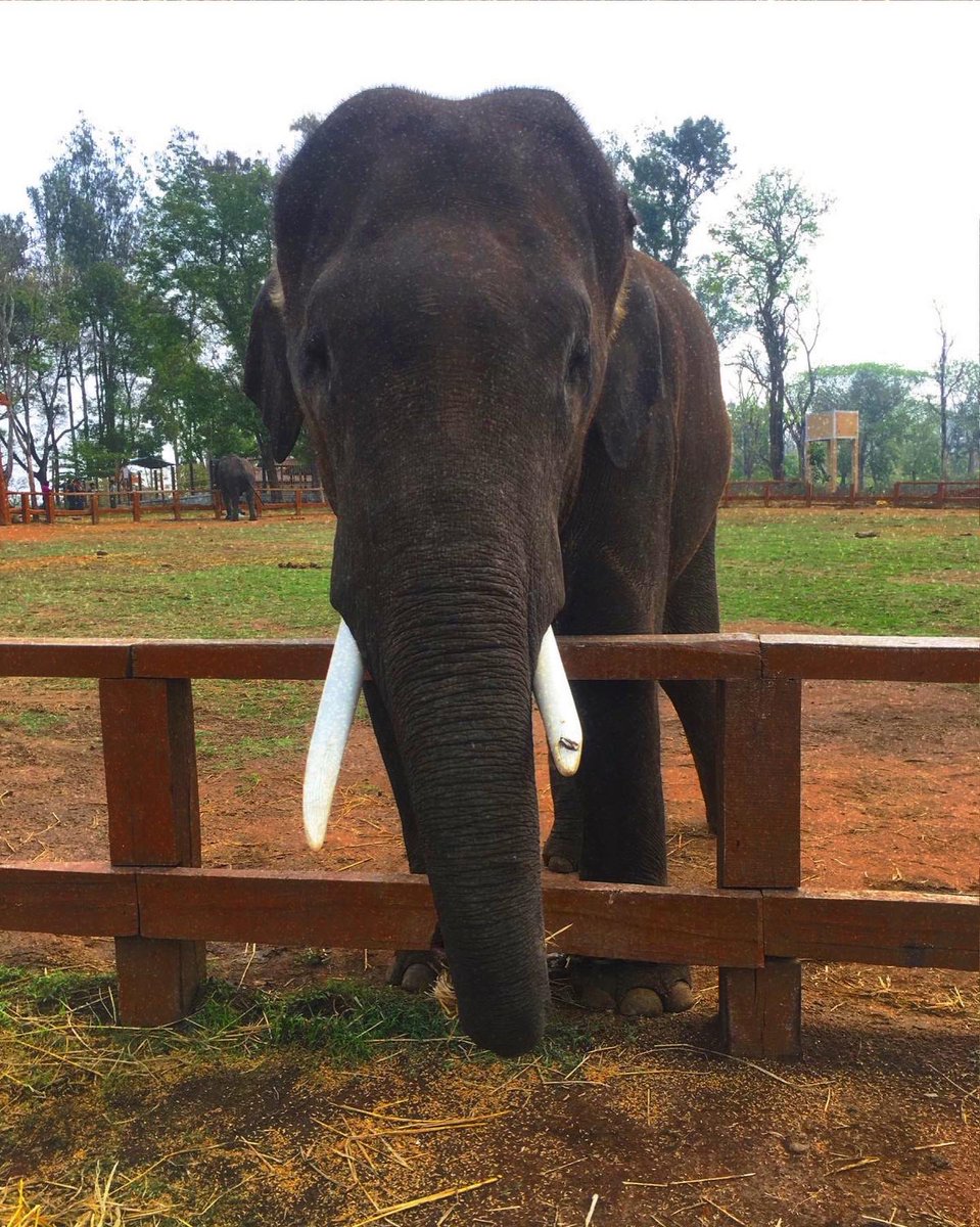 mayaspeak1's tweet photo. A must-experience for the elephant lover in you

The #DubareElephantCamp is a chance to get to know these giant, enchanting creatures better and learn about their history and ecology

#SoloTravel #EvolveBack #WildlifePreservation #Karnataka #IncredibleIndia #TravelBlog #MayaSpeak https://t.co/aSYhCdGm1i