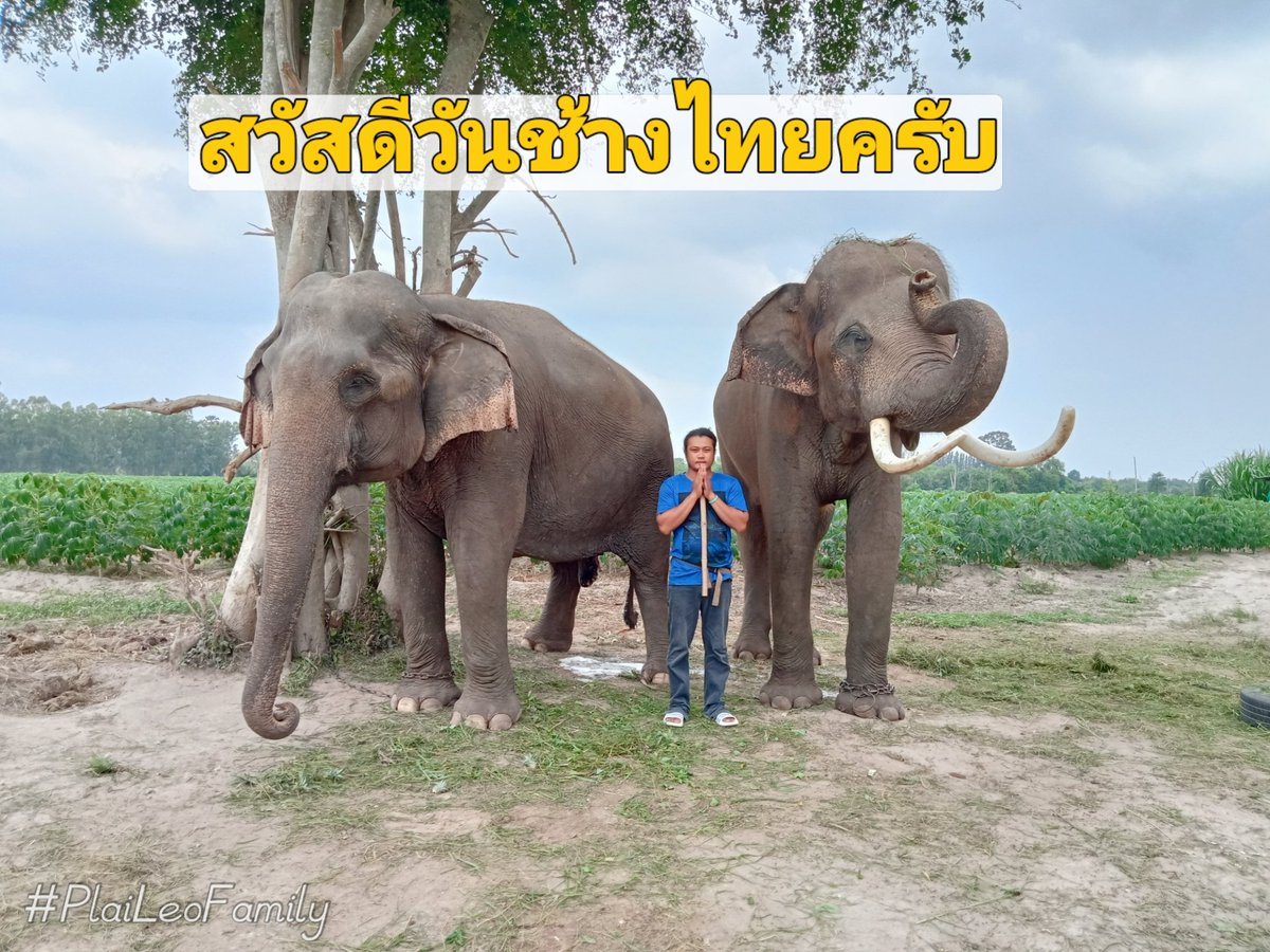 Plai_Leo's tweet photo. สวัสดีวันช้างไทยครับ 🐘🐘🐘 #พลายลีโอFamily #ช้างตกงานพัทยา #วิกฤติช้างไทย https://t.co/ouK1AzDv6X