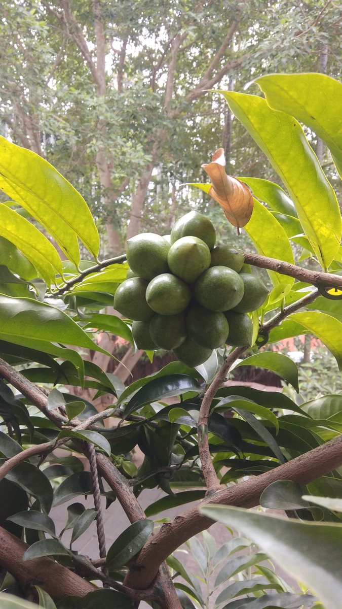 shreya_blabbers's tweet photo. Knowing is a realization of the many missed miracles, and a never-ending striving to never miss another moment.
#Miracles #seeds #plant #nature #savesoil #savebeauty https://t.co/fXIXw7kJ9P