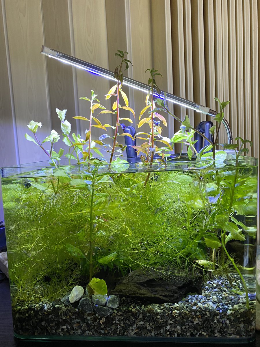 江岳樺 (@andyshenzz) on Twitter photo 