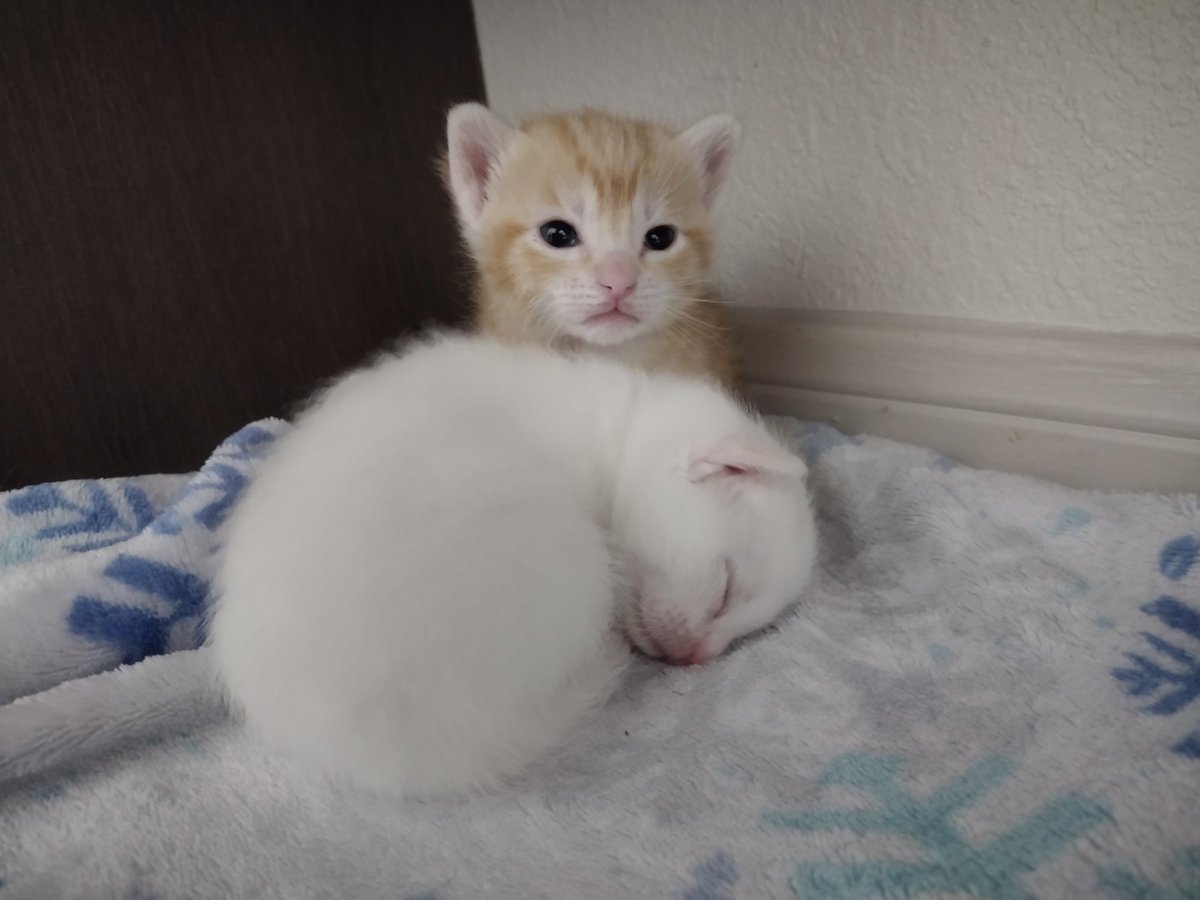 CagleCats's tweet photo. "Get a load of this guy. Does he do nothing but sleep?" https://t.co/Q2Fp5mVb0u