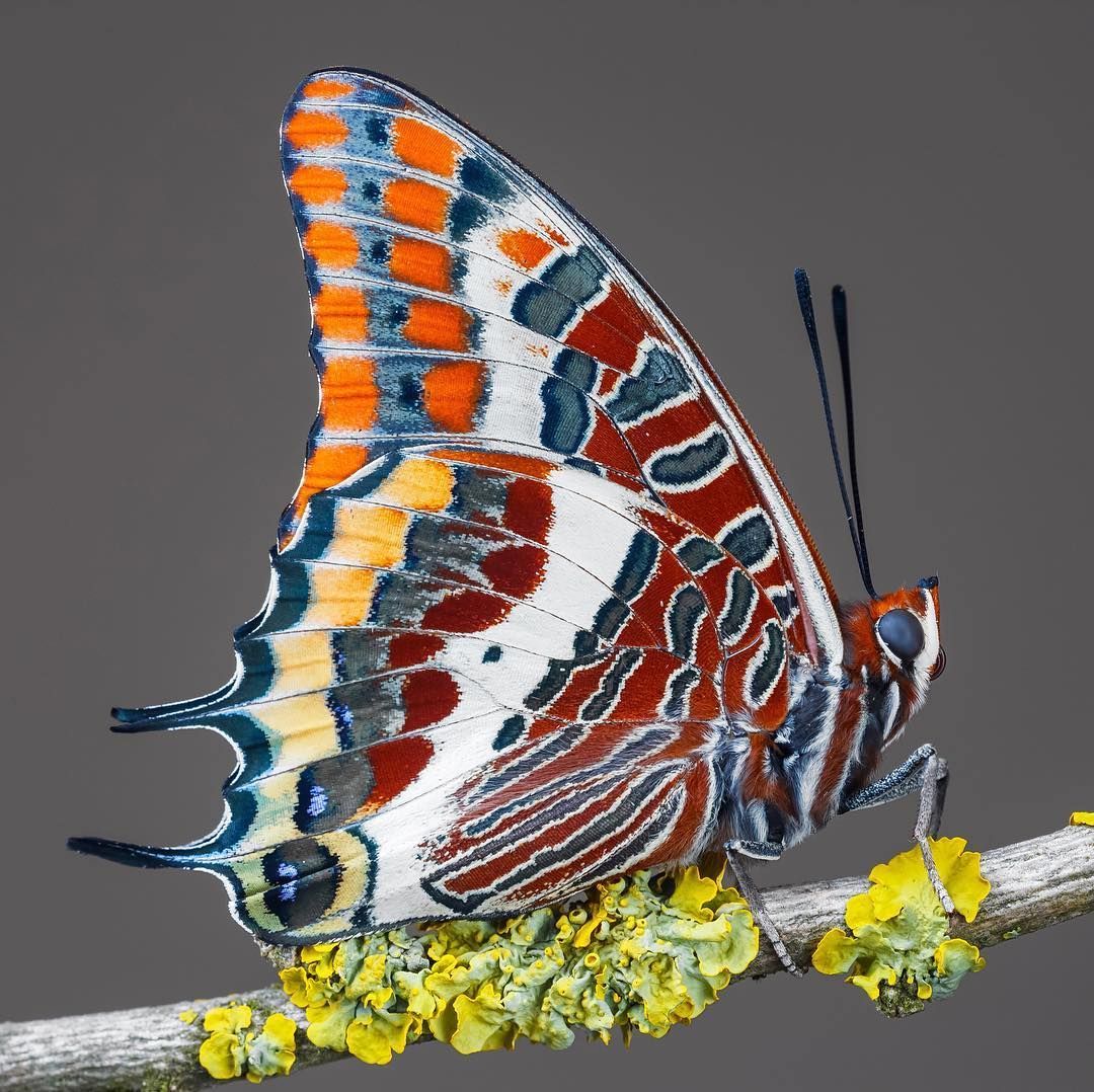 Mariposas y Bonsáis tweet media