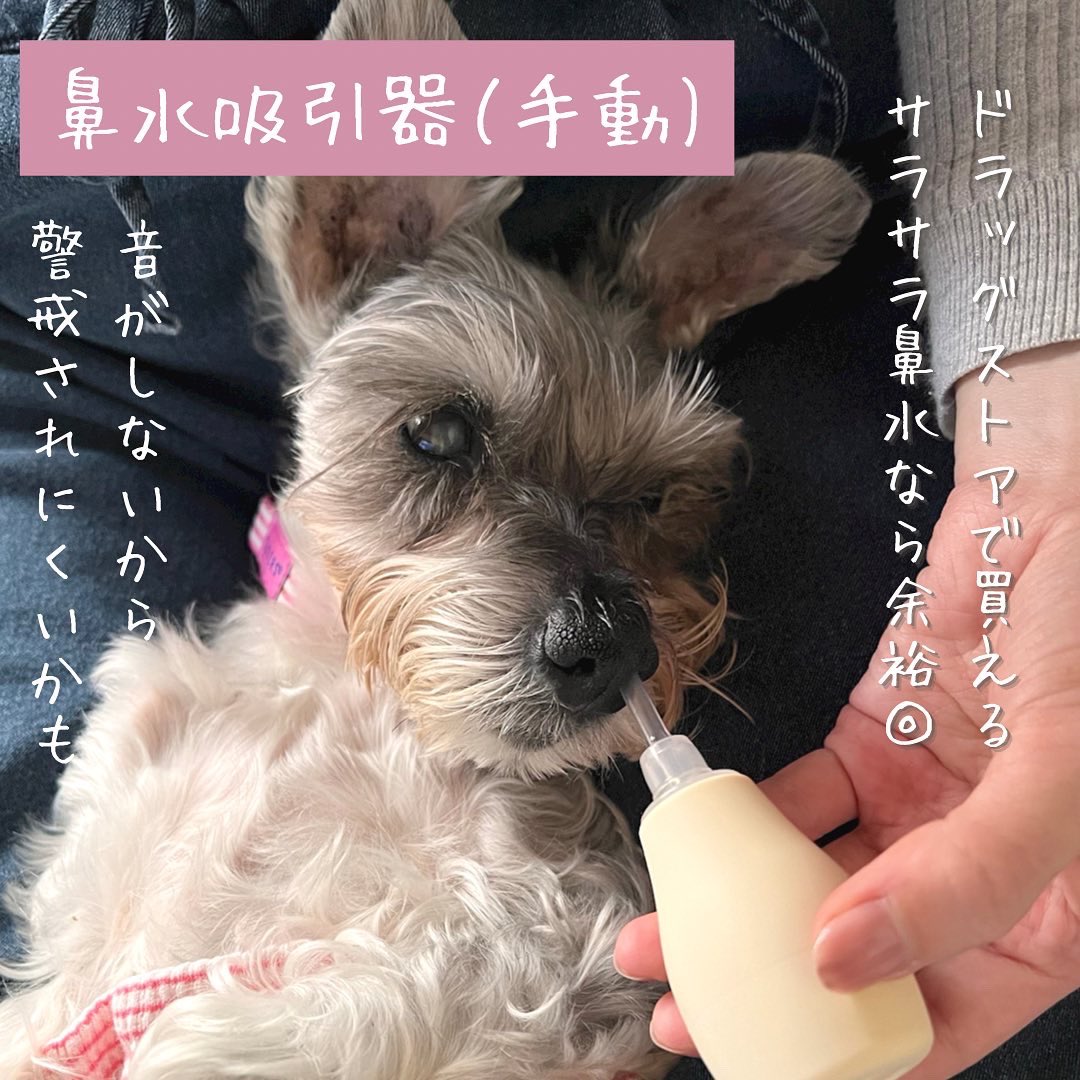 犬の鼻水 Twitter Search Twitter