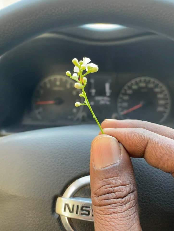 بعد مغادرتي العمل الوظيفي العام الماضي عرضت علي ايمان زوجتي ان اعمل سائق ترحيل في روضتها لعلمها بشغفي بالأطفال و دي وظيفة شروطها ( ساهلة و معقدة ) تتلخص في شرط واحد لتعمل بها ( الحب ) 

الليلة مروة سفيان الطفلة ذات الخمس اعوام اول ما ركبت اهدتني الوردة دي 

 .