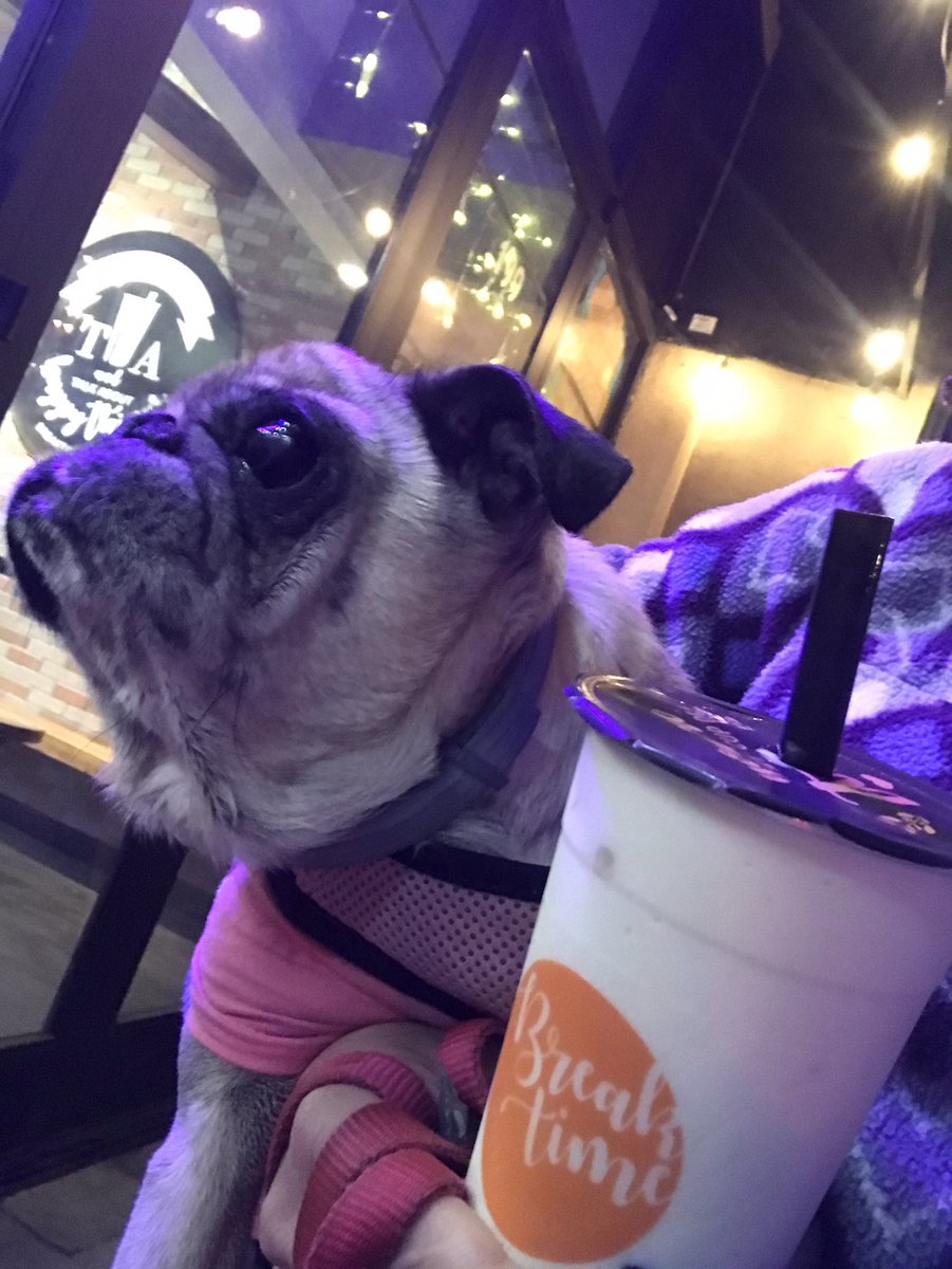 apugssunday's tweet photo. Break time from Humom’s Leadership class @breaktimetea Yummy #boba #pugs #puglife #vibe https://t.co/UZmD0Vl75k