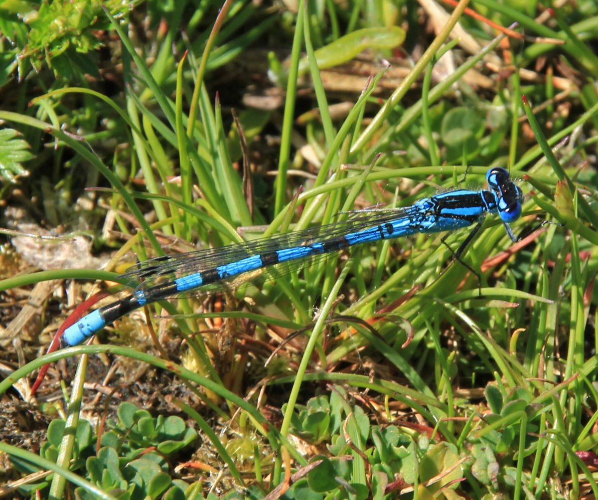 #libellente Jaaaaaa de #watersnuffel is aan de beurt en ik kan meedoen vandaag 😀 ( @KatsmanJan 🤣)
