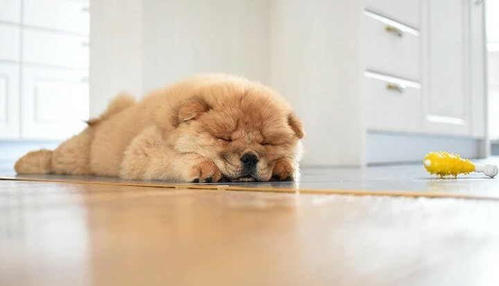 DogNeedsBest's tweet photo. Pawsitive vibes only.
#dogs #dogsofinstagram #doglover #chowchow #cutedogs #instadog #instapet #DogNeedsBest https://t.co/sITBCfgAiH
