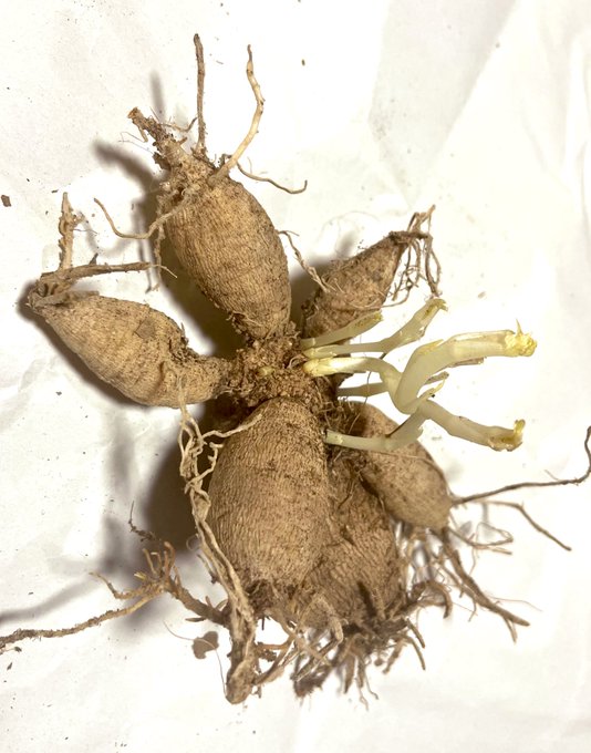 ダリアのtwitterイラスト検索結果 古い順