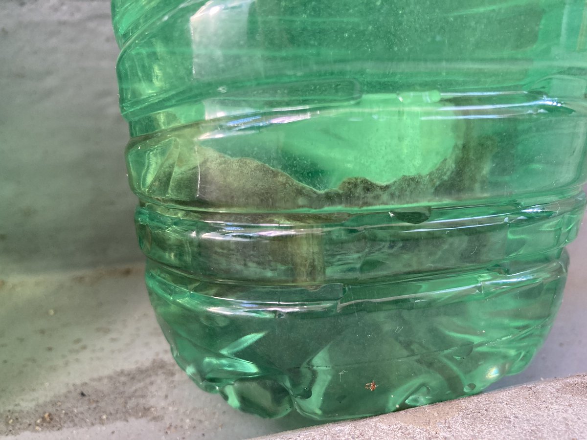 さざえinサンポール

 #これを見た人は緑色の画像を貼れ