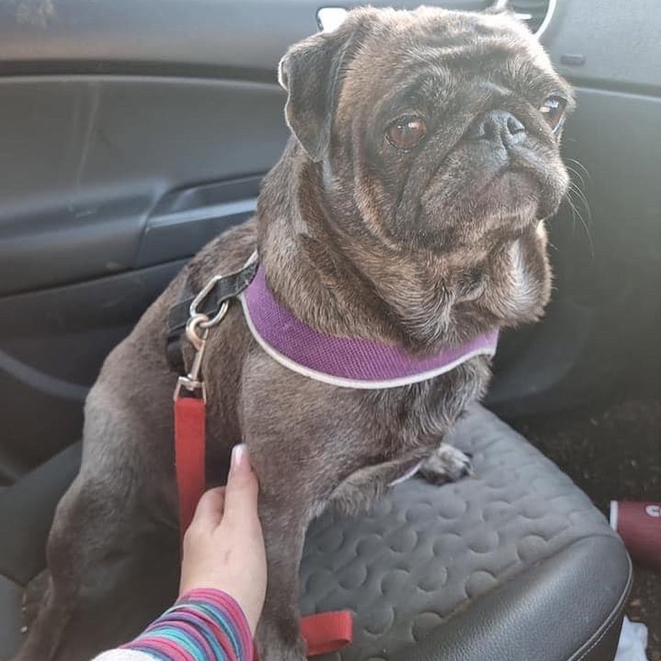 AdoptionsUk's tweet image. Please retweet to help Esmerelda and Crystal find a home together #KENT #ENGLAND 

Mother and daughter Pugs ages 6 and 3. They can live with children as the only pets. Please contact the shelter directly for details Tel 07376061701
DETAILS or APPLY👇
facebook.com/safehavenanima…
#Pugs