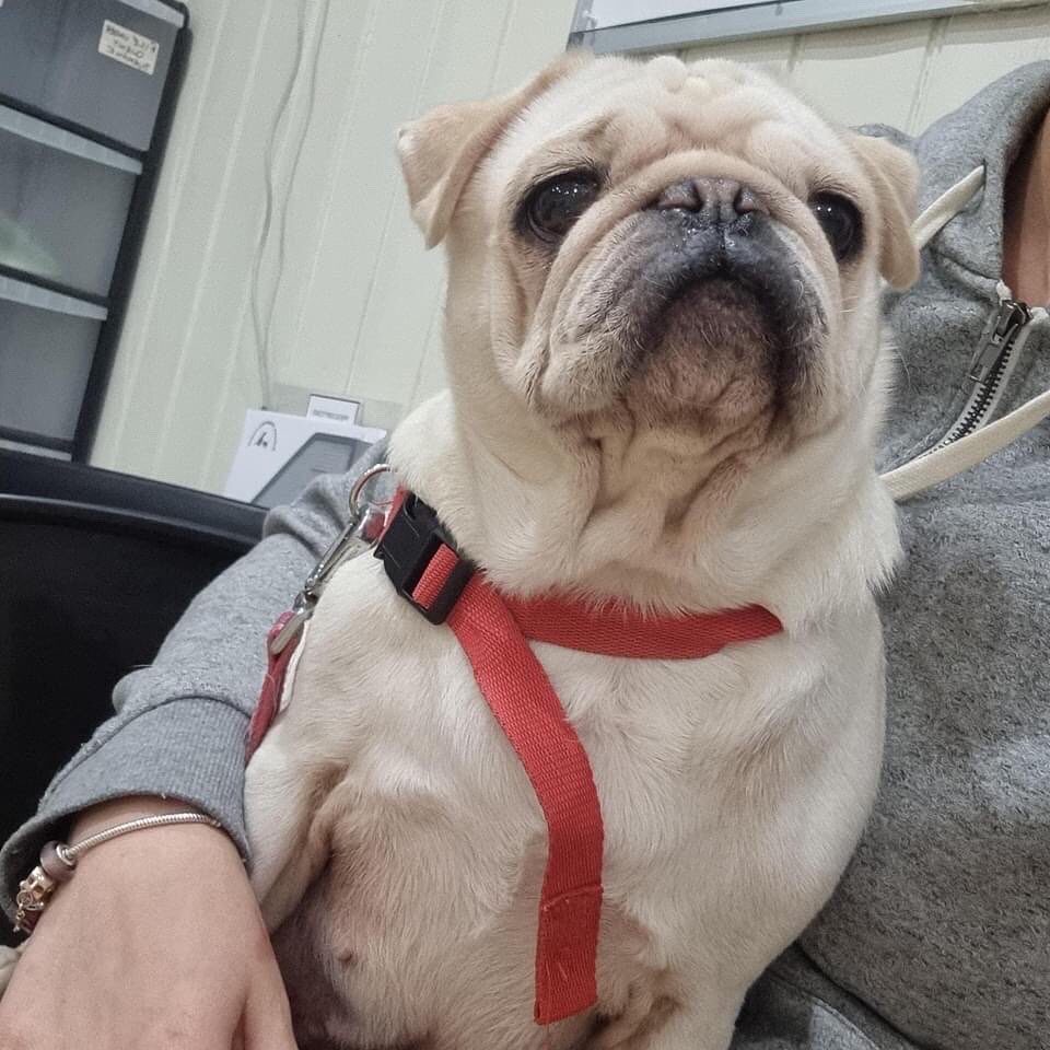 AdoptionsUk's tweet image. Please retweet to help Esmerelda and Crystal find a home together #KENT #ENGLAND 

Mother and daughter Pugs ages 6 and 3. They can live with children as the only pets. Please contact the shelter directly for details Tel 07376061701
DETAILS or APPLY👇
facebook.com/safehavenanima…
#Pugs