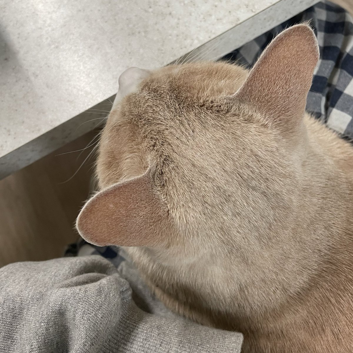 withmypotato's tweet photo. 사람이 좋을 나이 6살 https://t.co/us5X96enC1