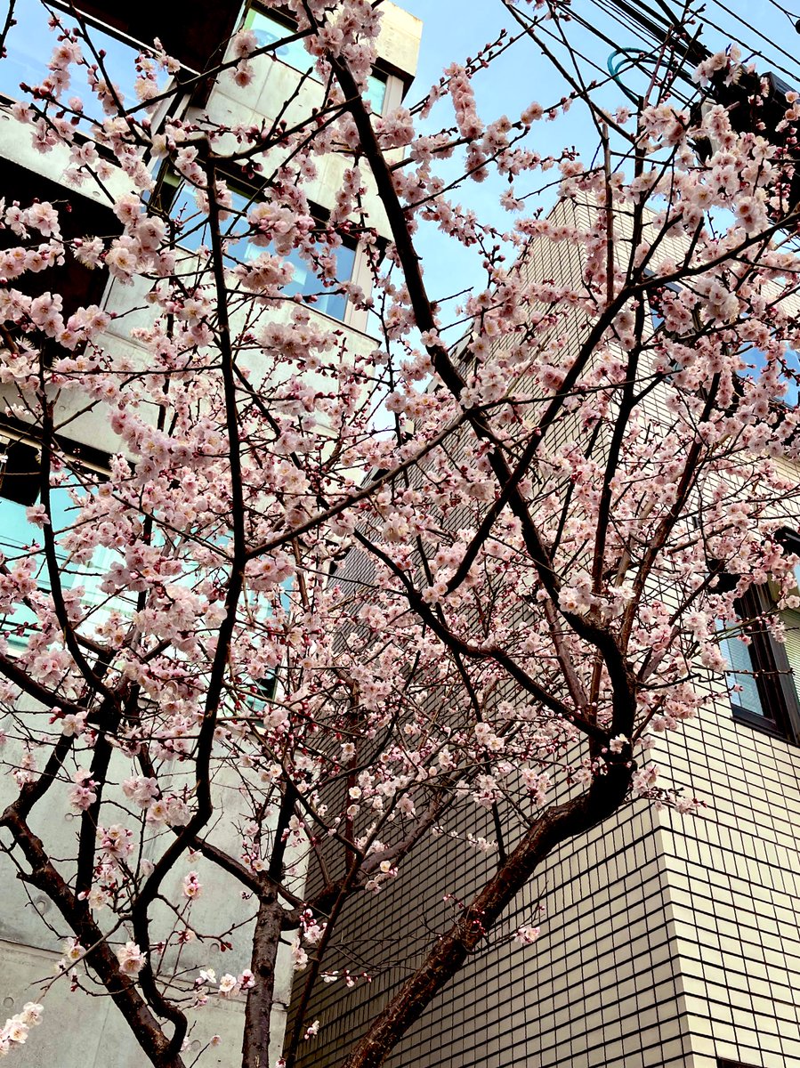 桜かな?梅かな?
きれい〜🌸 