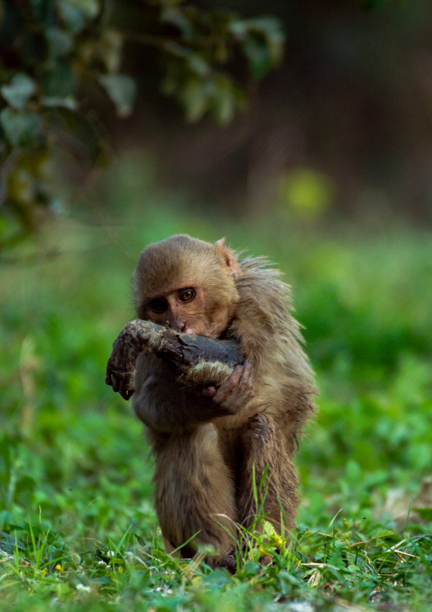 ApoorvaJadon's tweet photo. @Manekagandhibjp This Baby Monkey has been injured for more than a week now. Its is in need of urgent medical https://t.co/NhvPXbI6Lt's hand is hanging by the bone, the left leg is injured as well. I have been begging people to help me save him but everything in vain.
Kindly help https://t.co/ZQxAXxrU0k