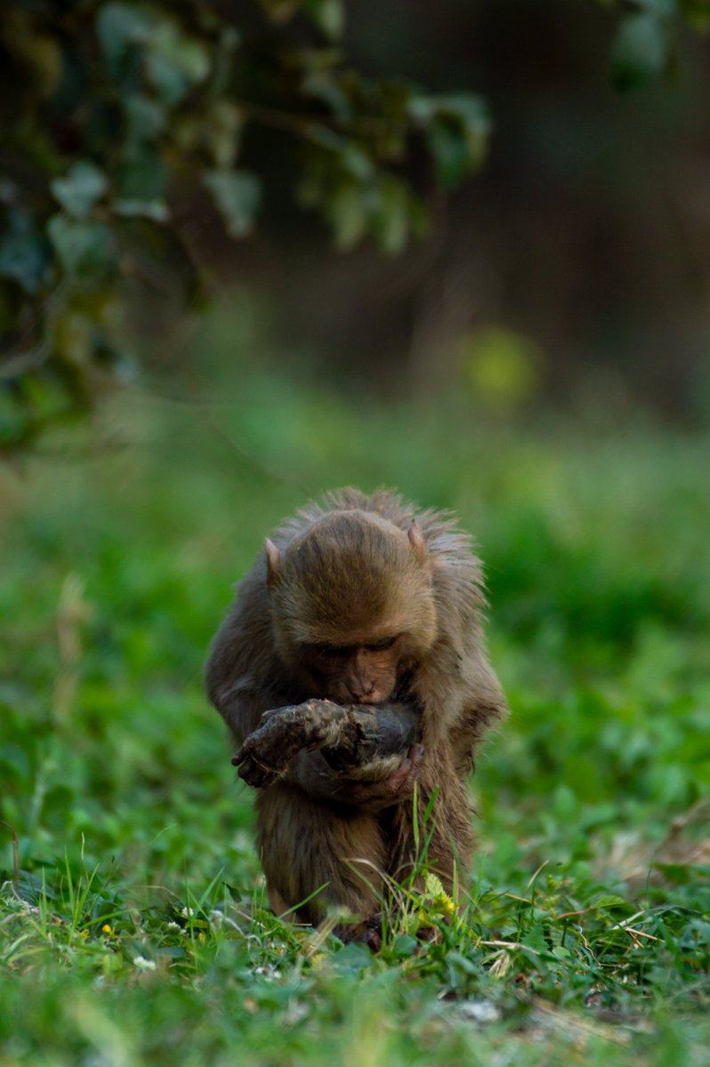 ApoorvaJadon's tweet photo. @Manekagandhibjp This Baby Monkey has been injured for more than a week now. Its is in need of urgent medical https://t.co/NhvPXbI6Lt's hand is hanging by the bone, the left leg is injured as well. I have been begging people to help me save him but everything in vain.
Kindly help https://t.co/ZQxAXxrU0k