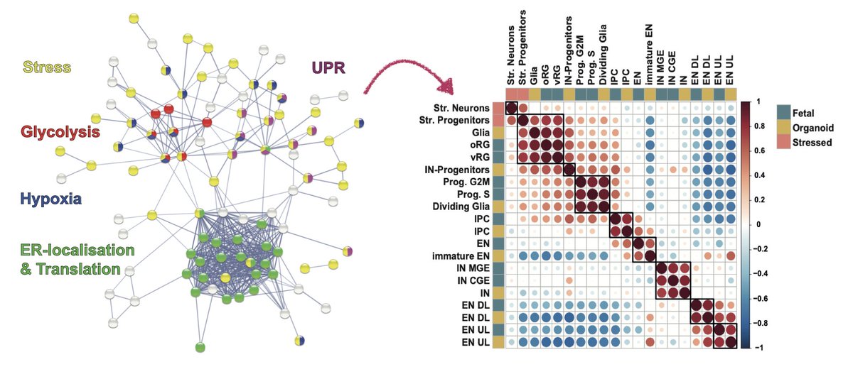 The Knoblich Lab tweet media