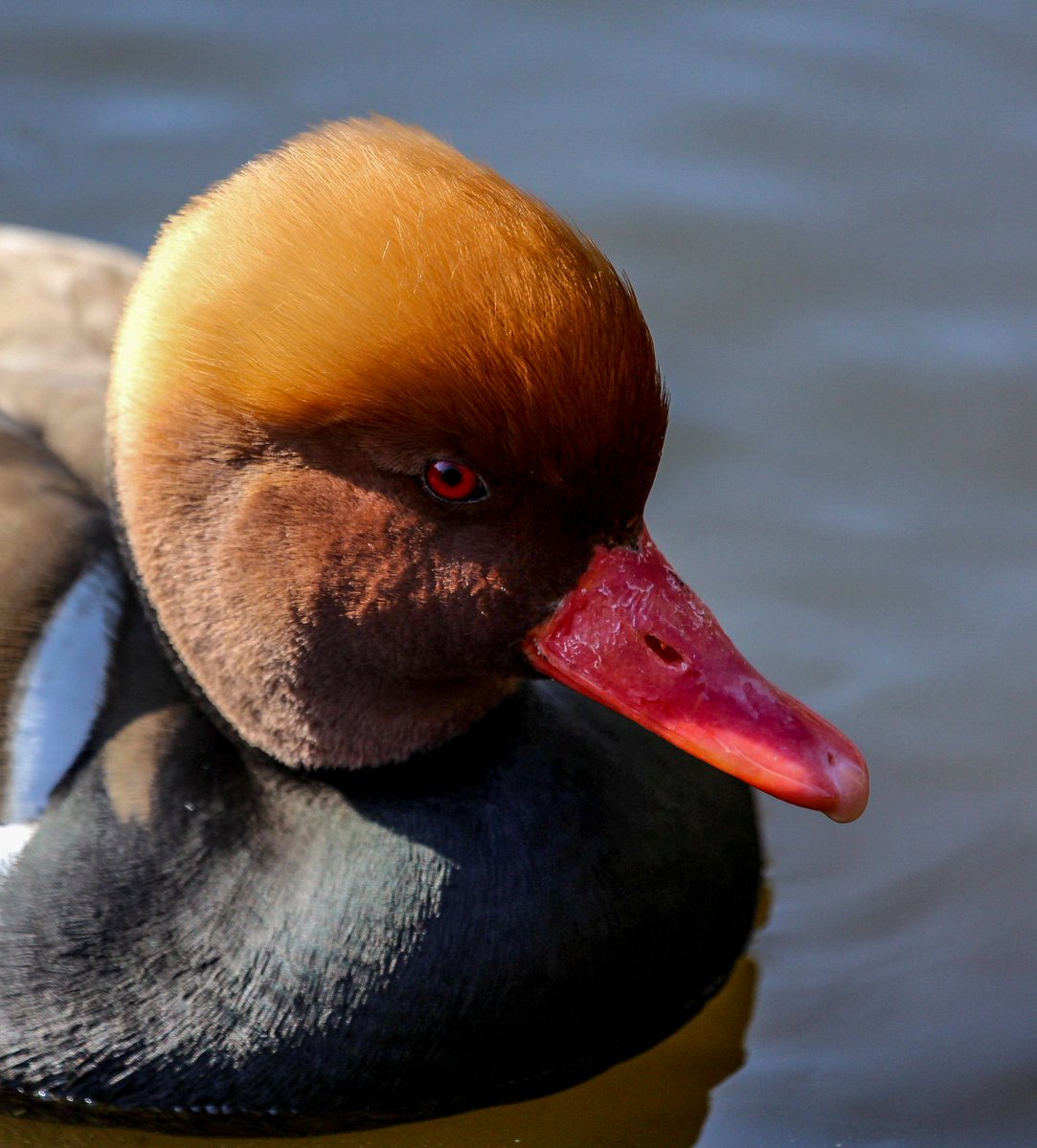 ChrisEverall's tweet photo. Red-crested Pochard @ThePhotoHour @Natures_Voice @RSPBbirders #NaturePhotography #nature #birdphotography #wildlifephotography https://t.co/9F3sVHPV66